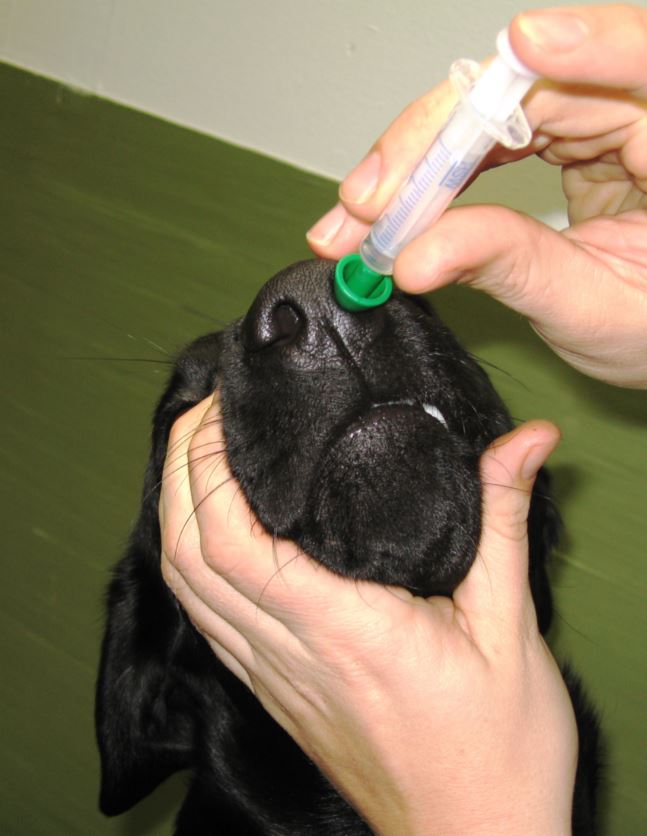 Parainfluenssa Koira